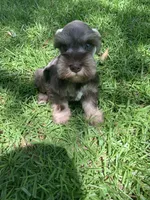 Abby, a female Miniature Schnauzer for sale in Cullman, AL – 7 of 8