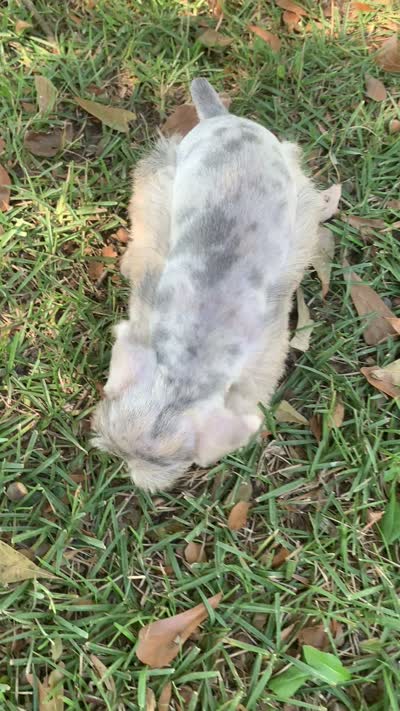 Dolly, a female Miniature Schnauzer for sale in Cullman, AL – 8 of 9