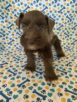 Lulu, a female Miniature Schnauzer for sale in Cullman, AL – 2 of 6