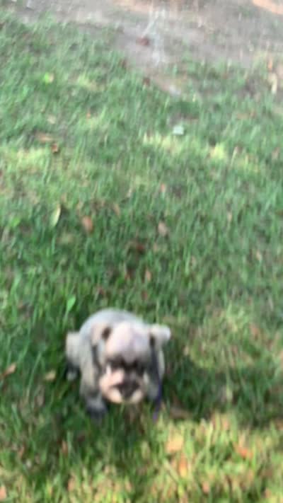 Purple, a female Miniature Schnauzer for sale in Cullman, AL – 7 of 7