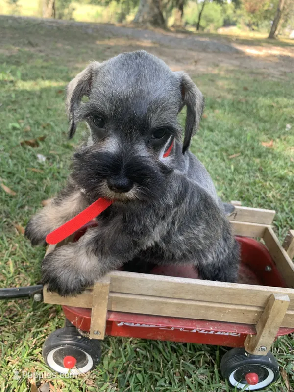 Red – Miniature Schnauzer puppy for sale in Cullman, AL