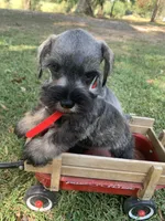 Red, a male Miniature Schnauzer for sale in Cullman, AL – 1 of 6