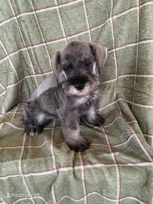 Blue – Miniature Schnauzer puppy for sale in Cullman, AL