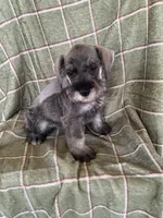 Blue, a male Miniature Schnauzer for sale in Cullman, AL – 1 of 4