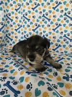 Ellie, a female Miniature Schnauzer for sale in Cullman, AL – 5 of 5