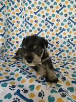 Ellie, a female Miniature Schnauzer for sale in Cullman, AL – 4 of 5