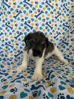 Gus, a male Miniature Schnauzer for sale in Cullman, AL – 5 of 5