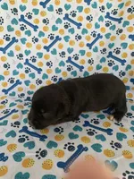 Lucy, a female Miniature Schnauzer for sale in Cullman, AL – 4 of 6