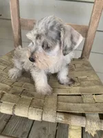 Duke, a male Miniature Schnauzer for sale in Cullman, AL – Photo 3 of 5