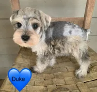 Duke, a male Miniature Schnauzer for sale in Cullman, AL – Photo 2 of 5