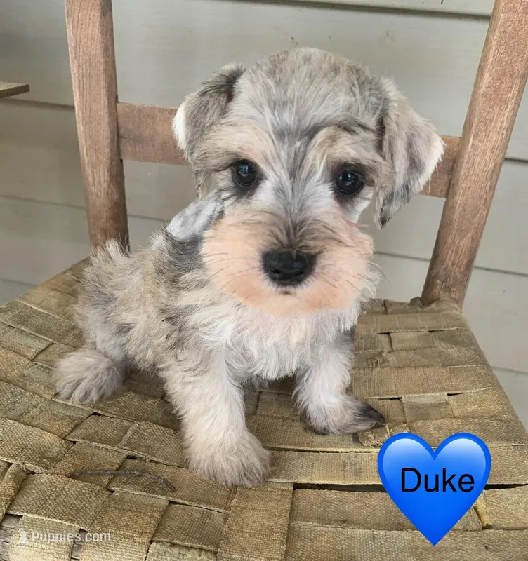 Duke – Miniature Schnauzer puppy for sale in Cullman, AL