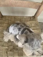 Duke, a male Miniature Schnauzer for sale in Cullman, AL – Photo 4 of 5