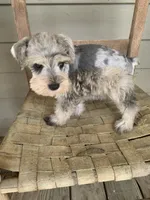 Duke, a male Miniature Schnauzer for sale in Cullman, AL – Photo 5 of 5