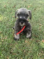Red, a male Miniature Schnauzer for sale in Cullman, AL – 4 of 6