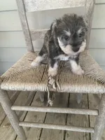 Heidi, a female Miniature Schnauzer for sale in Cullman, AL – 2 of 5