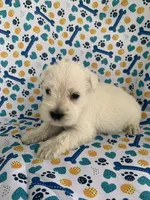 Allie, a female Miniature Schnauzer for sale in Cullman, AL – 4 of 5