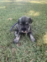 Clay, a male Miniature Schnauzer for sale in Cullman, AL – 2 of 7