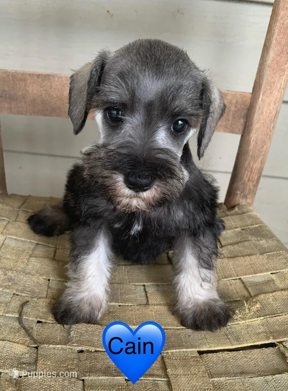 Cain – Miniature Schnauzer puppy for sale in Cullman, AL