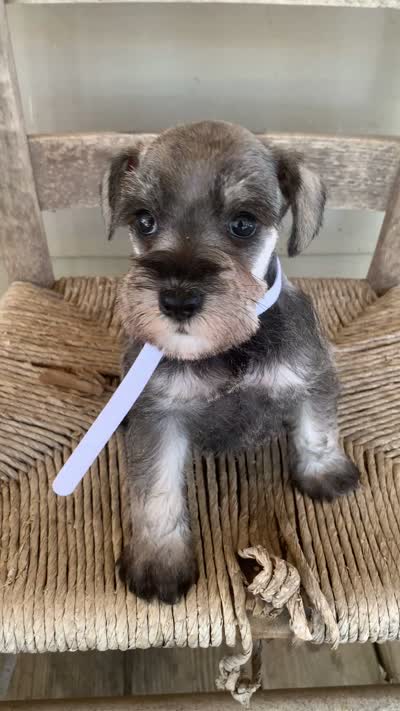 Ellie, a female Miniature Schnauzer for sale in Cullman, AL – 6 of 7