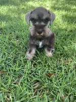 Abby, a female Miniature Schnauzer for sale in Cullman, AL – 3 of 8