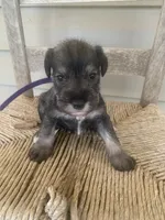 Clay, a male Miniature Schnauzer for sale in Cullman, AL – 4 of 7