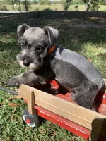 Orange, a male Miniature Schnauzer for sale in Cullman, AL – 4 of 6