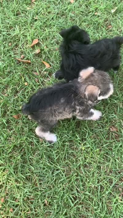 Heidi, a female Miniature Schnauzer for sale in Cullman, AL – 3 of 5