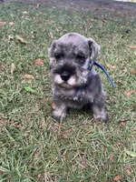 Blue, a male Miniature Schnauzer for sale in Cullman, AL – 2 of 4