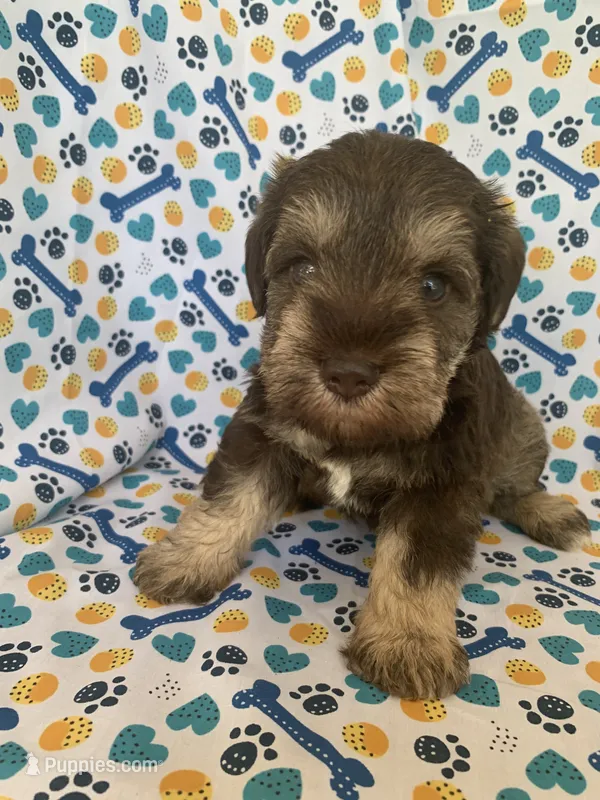 Reba – Miniature Schnauzer puppy for sale in Cullman, AL