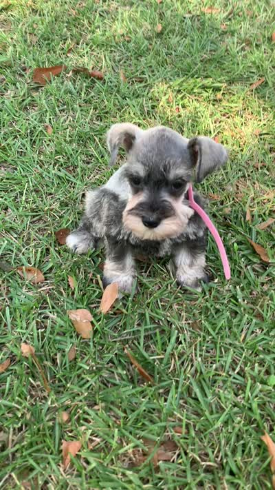 Pink, a female Miniature Schnauzer for sale in Cullman, AL – 5 of 5