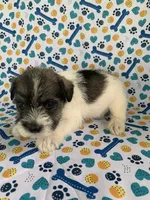 Bama, a female Miniature Schnauzer for sale in Cullman, AL – 1 of 5