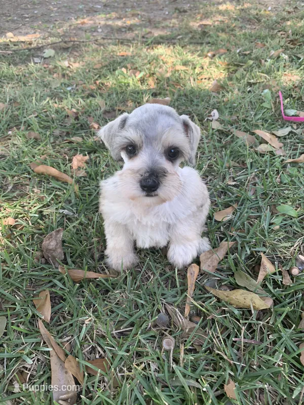 Dolly – Miniature Schnauzer puppy for sale in Cullman, AL