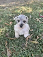 Dolly, a female Miniature Schnauzer for sale in Cullman, AL – 1 of 9