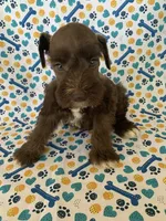 Lulu, a female Miniature Schnauzer for sale in Cullman, AL – 4 of 6