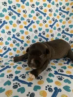 June , a female Miniature Schnauzer for sale in Cullman, AL – 4 of 5