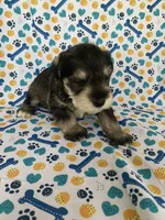 Haus, a male Miniature Schnauzer for sale in Cullman, AL – 2 of 4
