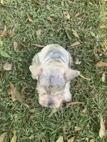 Minnie, a female Miniature Schnauzer for sale in Cullman, AL – 4 of 5