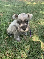 Purple, a female Miniature Schnauzer for sale in Cullman, AL – 4 of 7