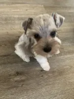 Fibi, a female Miniature Schnauzer for sale in Cullman, AL – Photo 8 of 8