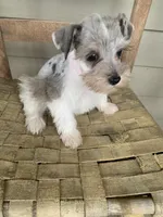 Fibi, a female Miniature Schnauzer for sale in Cullman, AL – Photo 4 of 8