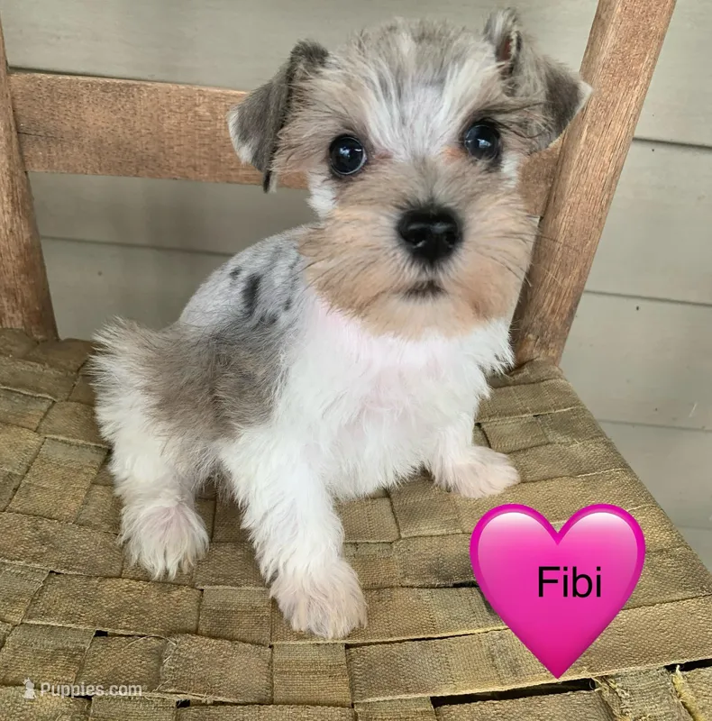 Fibi – Miniature Schnauzer puppy for sale in Cullman, AL