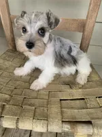 Fibi, a female Miniature Schnauzer for sale in Cullman, AL – Photo 5 of 8