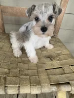 Fibi, a female Miniature Schnauzer for sale in Cullman, AL – Photo 7 of 8