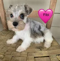 Fibi, a female Miniature Schnauzer for sale in Cullman, AL – Photo 2 of 8