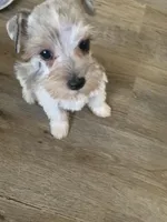 Fibi, a female Miniature Schnauzer for sale in Cullman, AL – Photo 3 of 8