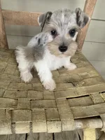 Fibi, a female Miniature Schnauzer for sale in Cullman, AL – Photo 6 of 8