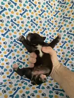 Lucy, a female Miniature Schnauzer for sale in Cullman, AL – 6 of 6