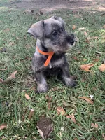 Orange, a male Miniature Schnauzer for sale in Cullman, AL – 2 of 6