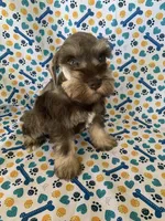 Abby, a female Miniature Schnauzer for sale in Cullman, AL – 4 of 8