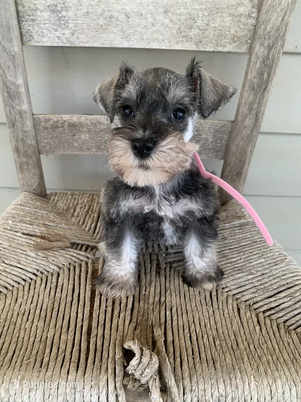 Pink – Miniature Schnauzer puppy for sale in Cullman, AL